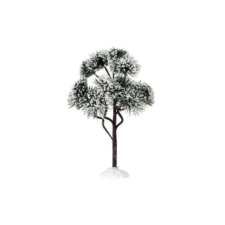 Pino di montagna grande - Lemax