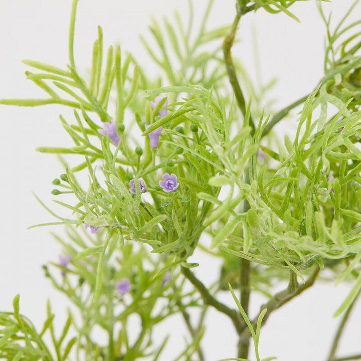 Pianta decorativa Asparagus Bell 42h cm EDG