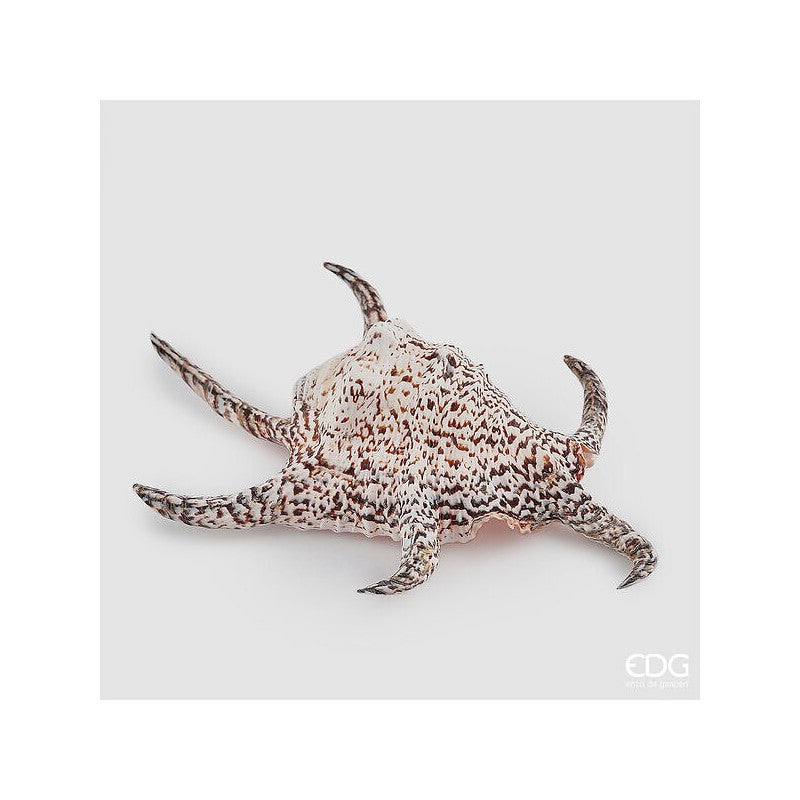 Conchiglia Lambis | Enzo De Gasperi