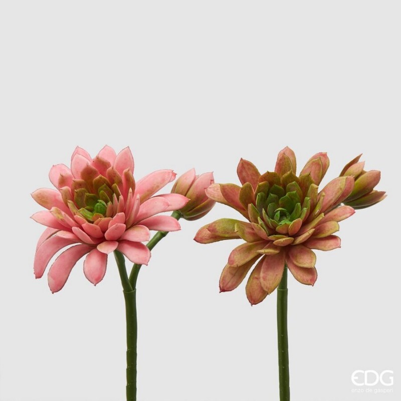 Echeveria Olis con boccioli h18 | Enzo de Gasperi