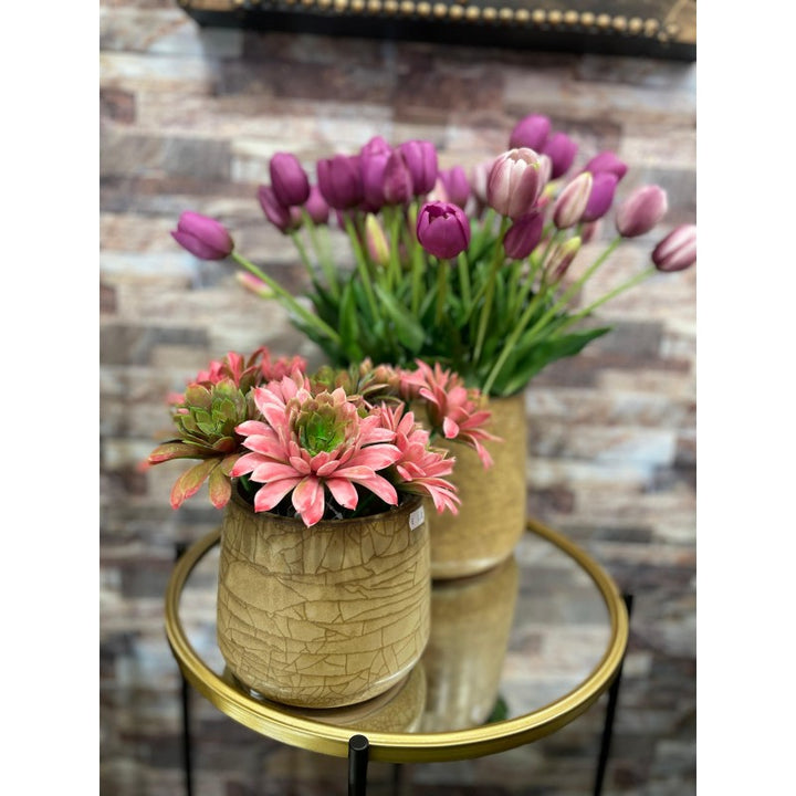 Echeveria Olis con boccioli h18 | Enzo de Gasperi