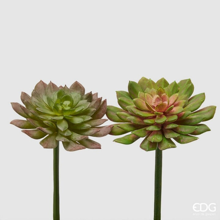 Echeveria Olis h20 | Enzo de Gasperi