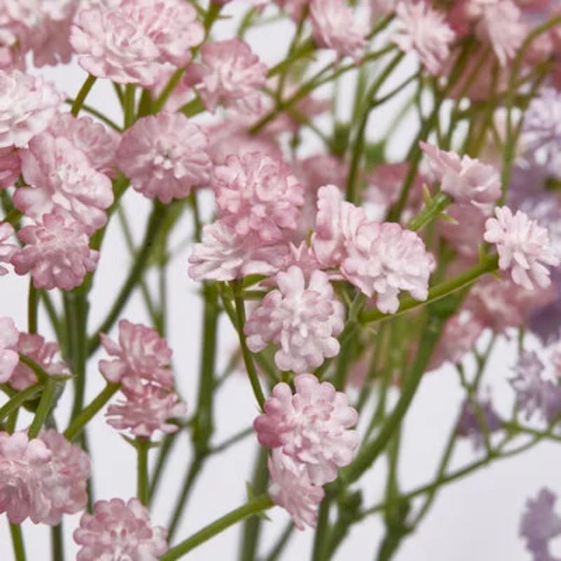 Gypsophila Cespuglio h40  | Enzo de Gasperi