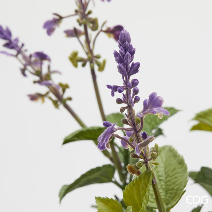 Mazzo di Lavanda con foglie| EDG