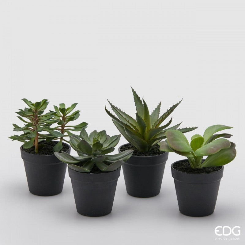 Pianta grassa artificiale con vaso West h29 cm EDG