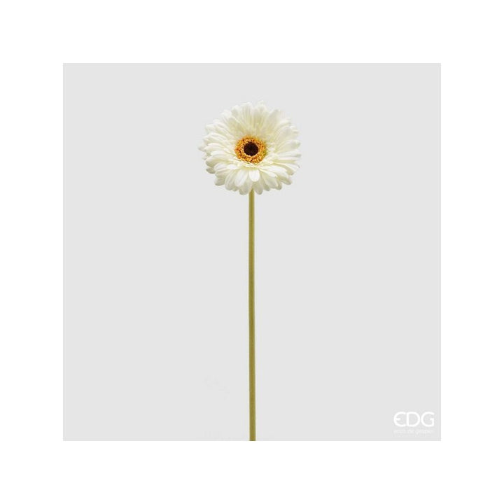 Rex Gerbera H 60 | Enzo De Gasperi