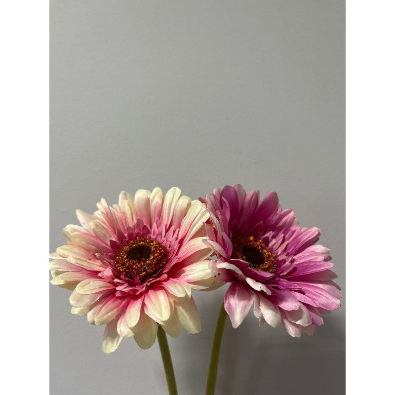 Rex Gerbera H 60 | Enzo De Gasperi