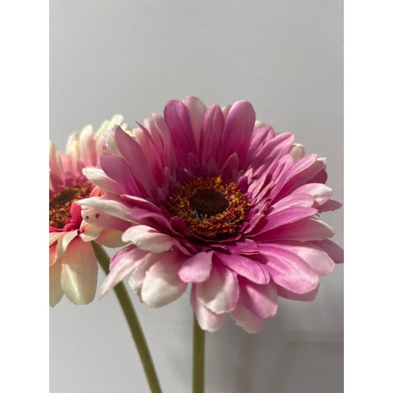 Rex Gerbera H 60 | Enzo De Gasperi