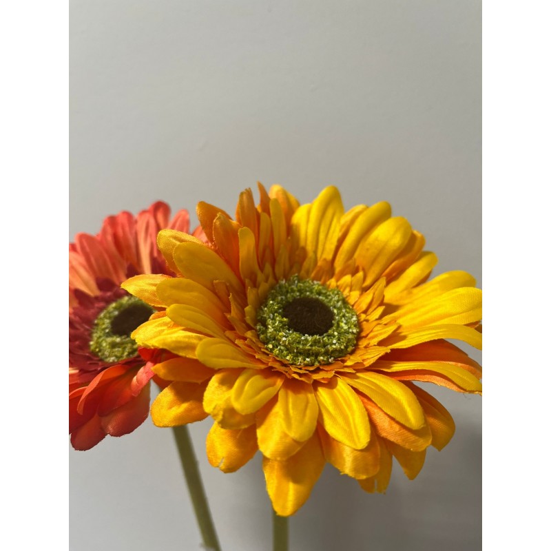 Rex Gerbera H 60 | Enzo De Gasperi