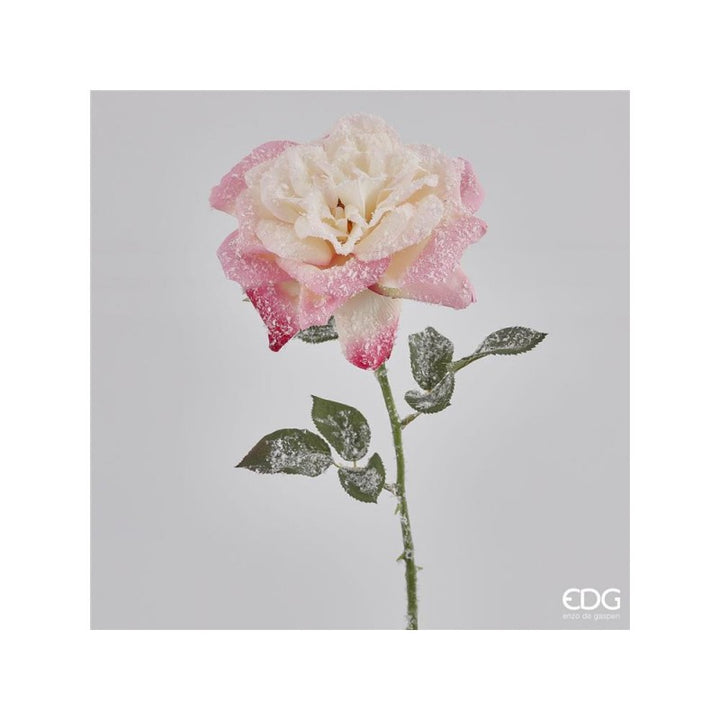Rosa tea ramo innevato| EDG