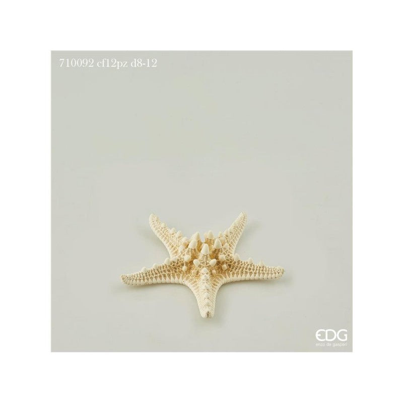 Stella marina piccola cm 8-12 12pz