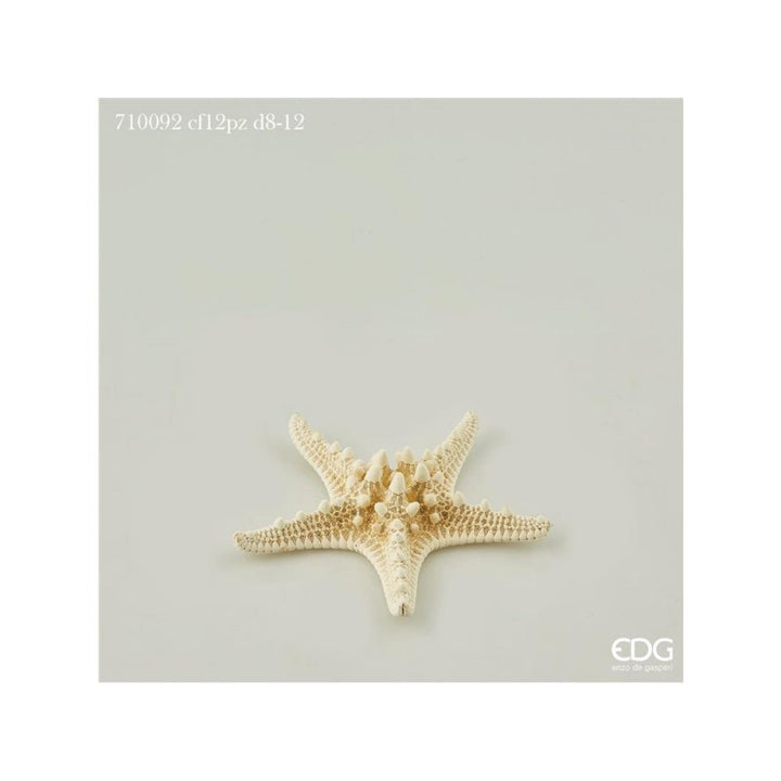 Stella marina piccola cm 8-12 12pz