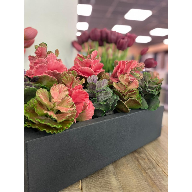 Succulent Olis h20 | Enzo de Gasperi