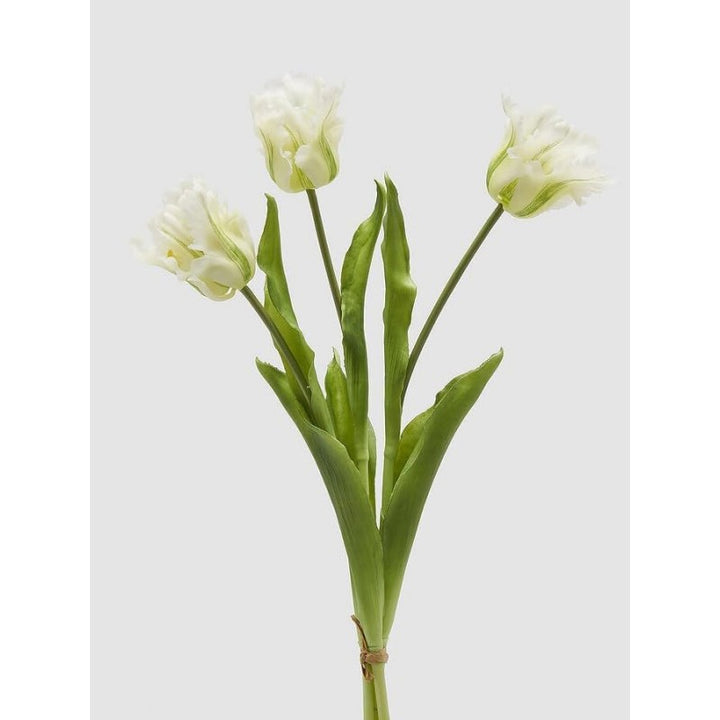 Tulipano Parrot | Enzo De Gasperi