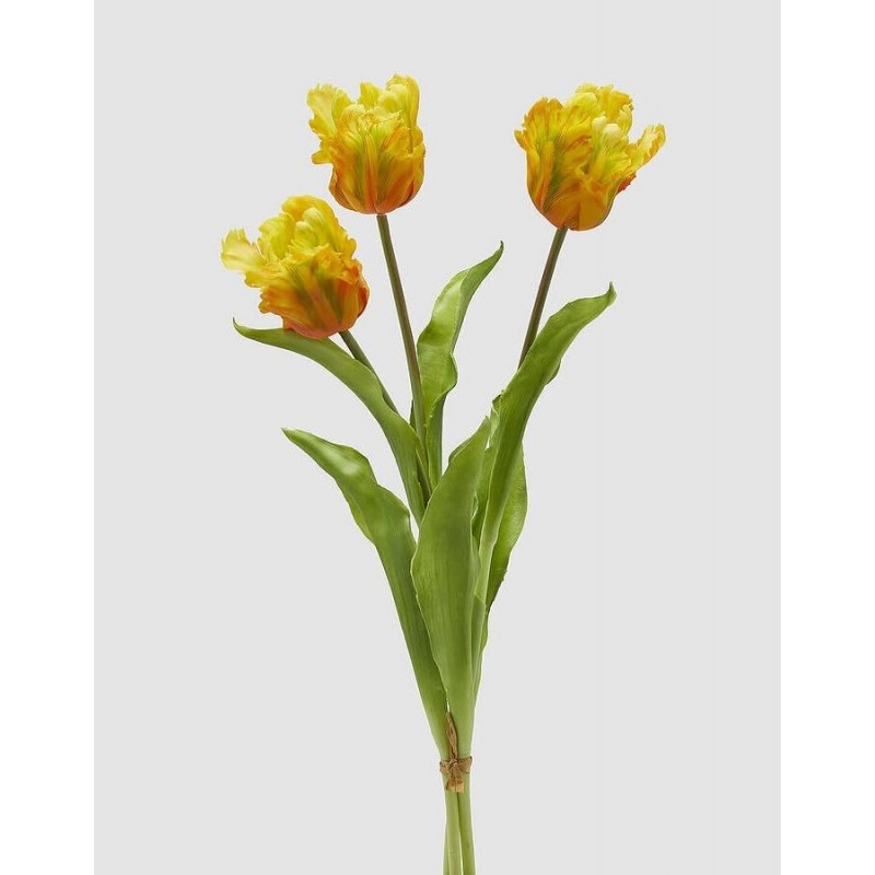 Tulipano Parrot | Enzo De Gasperi