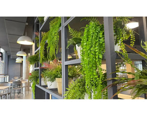 Siepi artificiali: una soluzione elegante e pratica per bar, hotel e attività ristorative