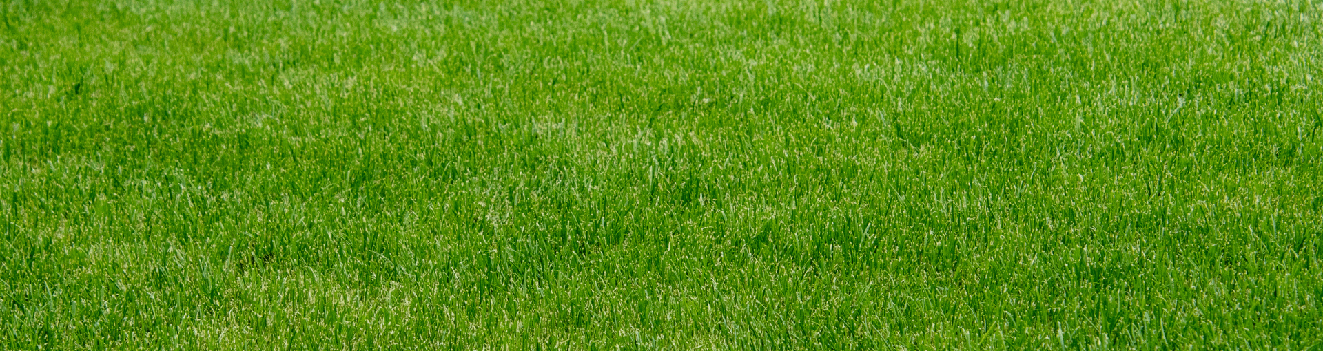 Prato sintetico - Perrone Shop