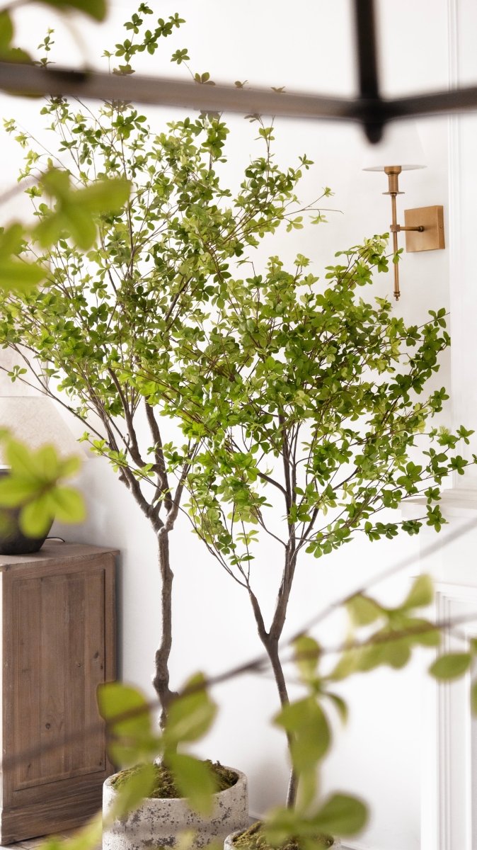 Pianta artificiale Shady Lady by Salvatore Izzo | Xone - Perrone Shop