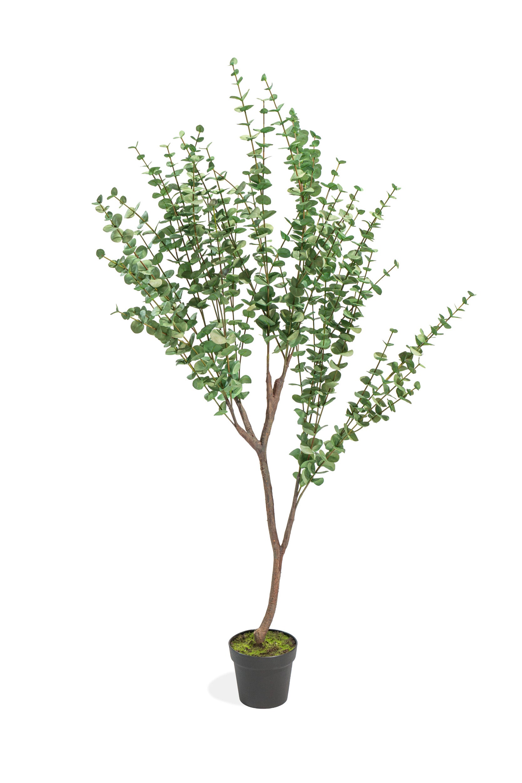 Eucalipto Artificiale Deluxe in vaso h140cm Xone