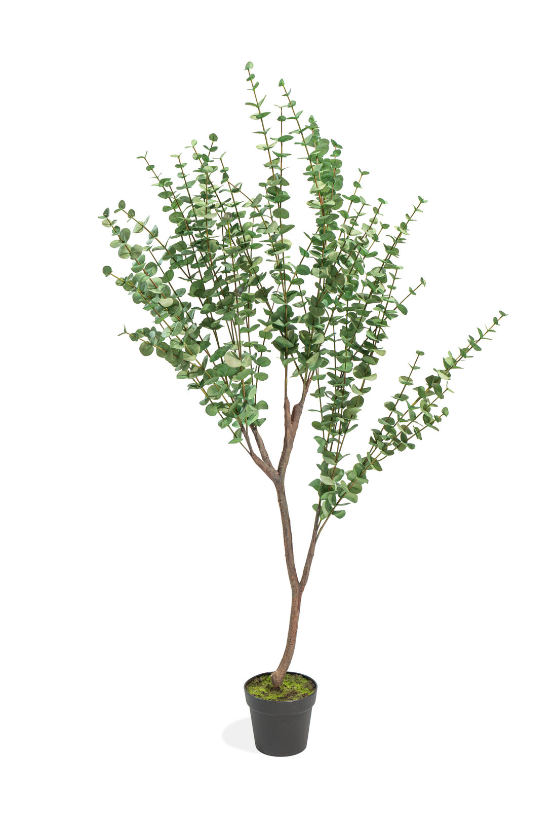 Eucalipto Artificiale Deluxe in vaso h140cm Xone