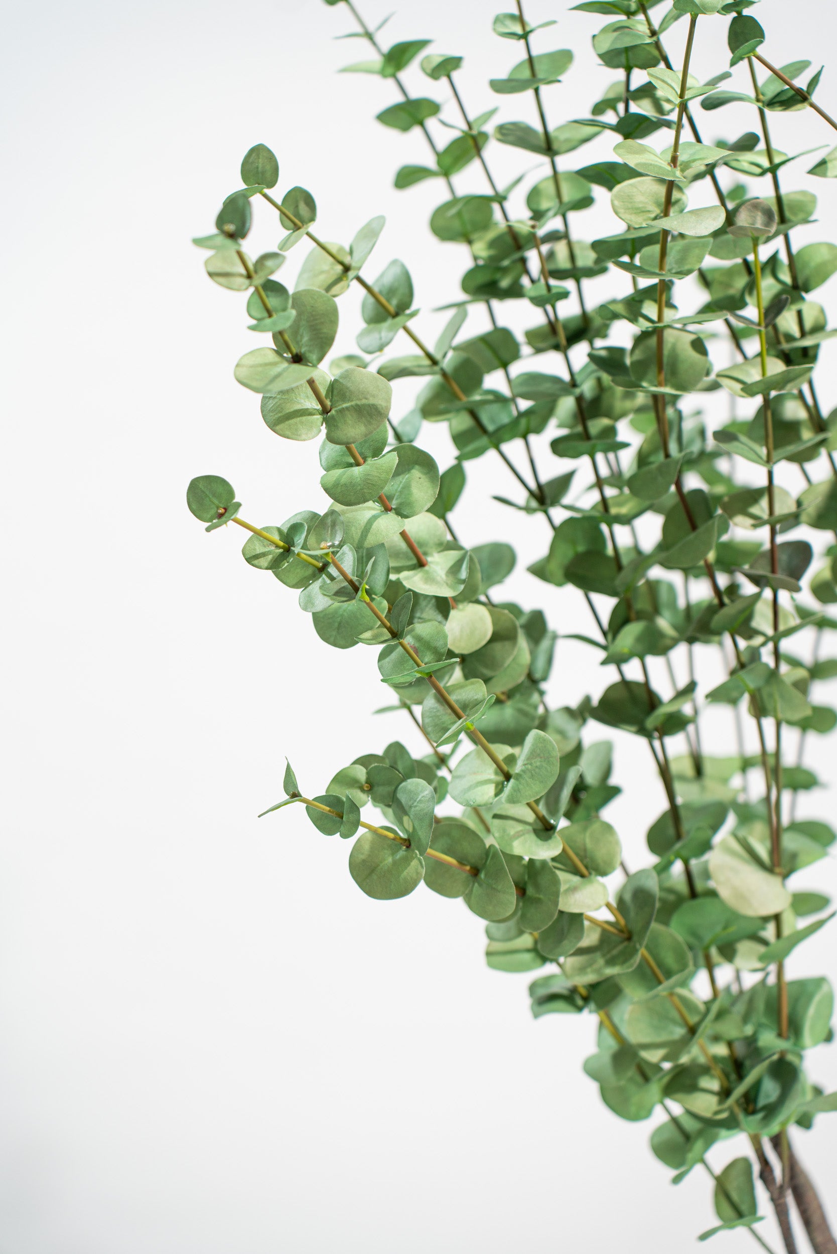 Eucalipto Artificiale Deluxe in vaso h140cm Xone