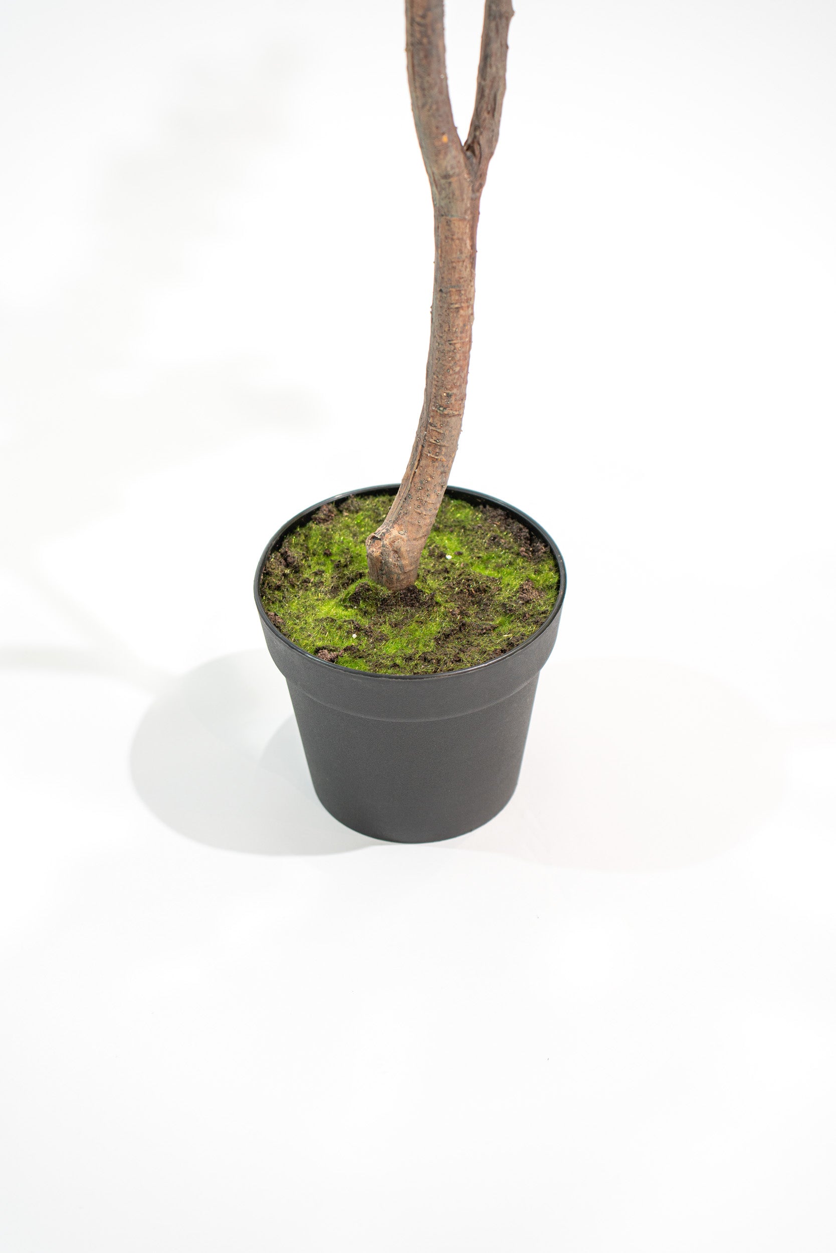 Eucalipto Artificiale Deluxe in vaso h140cm Xone