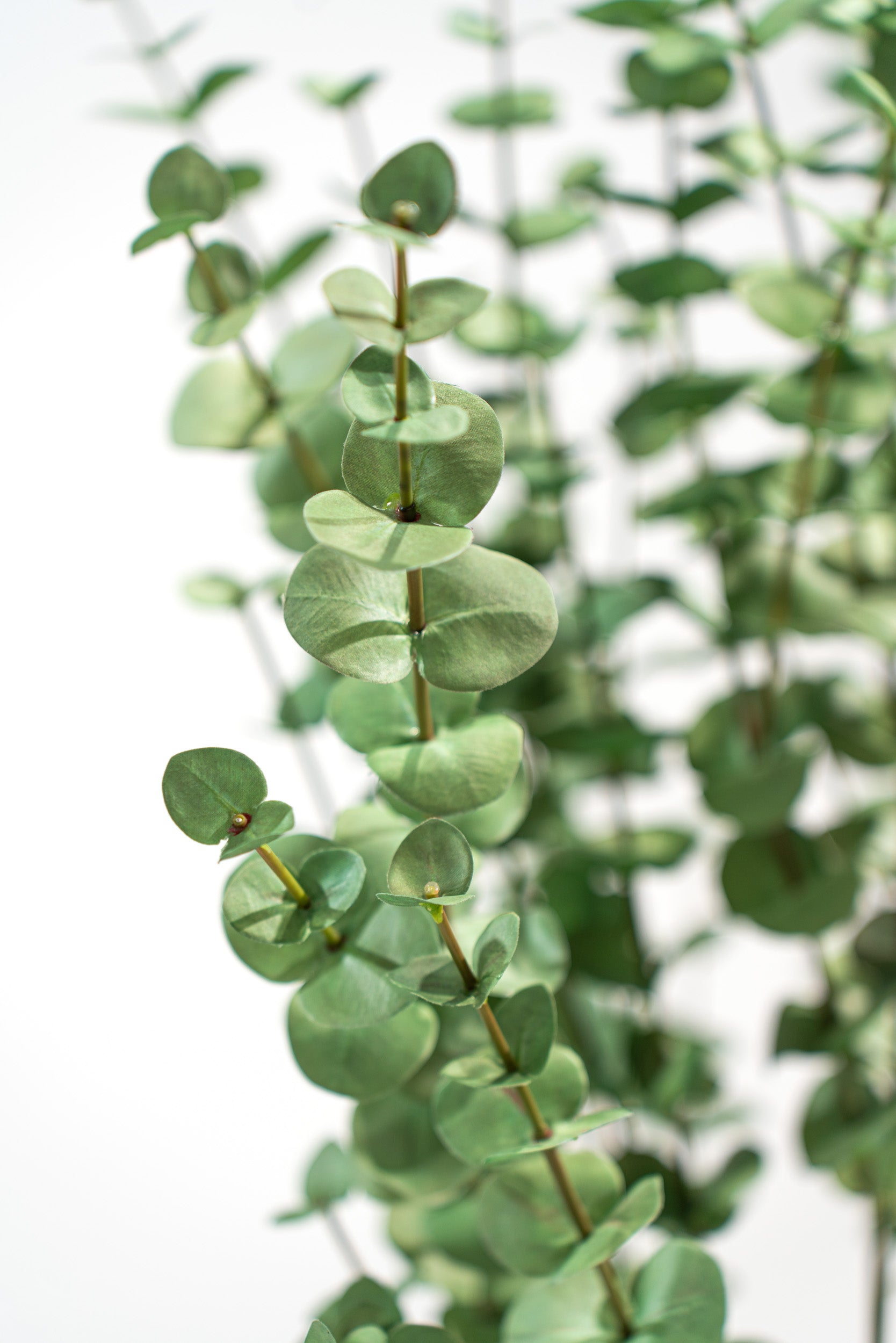 Eucalipto Artificiale Deluxe in vaso h140cm Xone