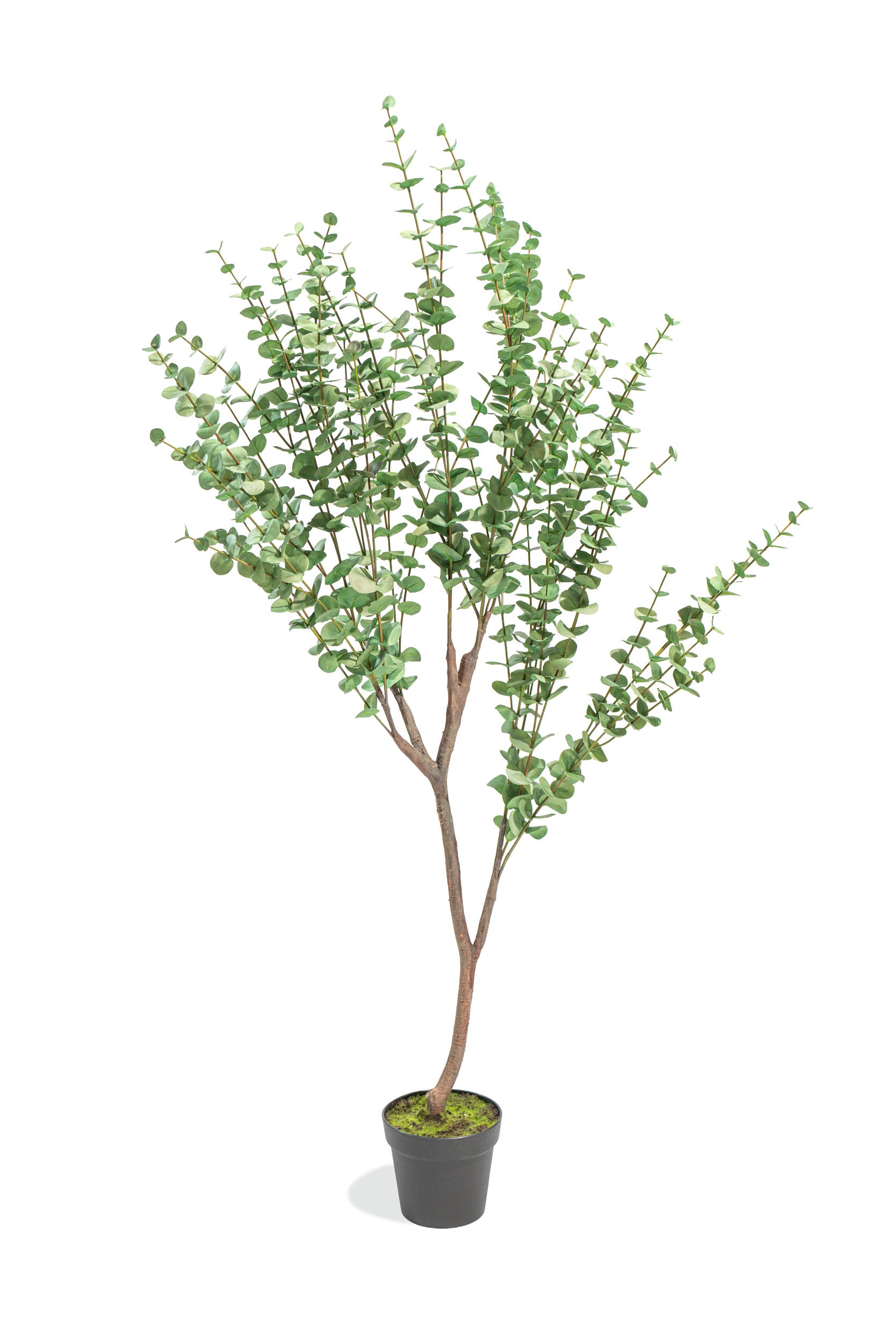 Eucalipto Artificiale Deluxe in vaso h140cm Xone