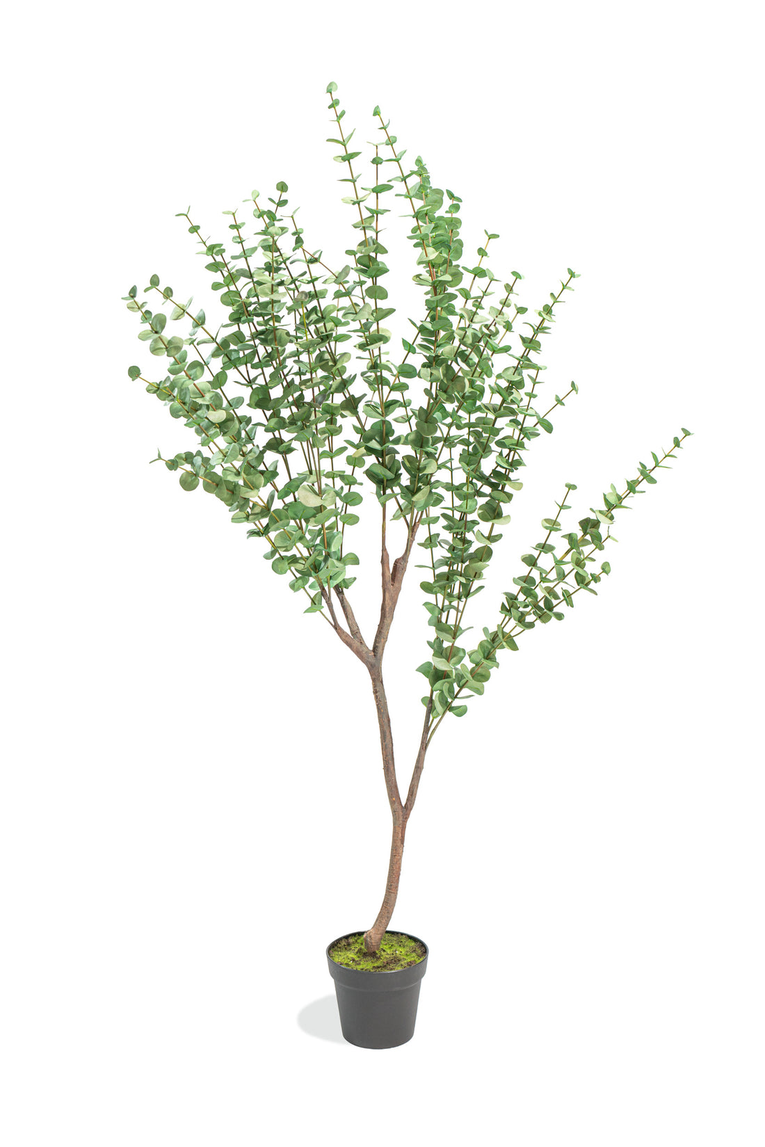 Eucalipto Artificiale Deluxe in vaso h140cm Xone