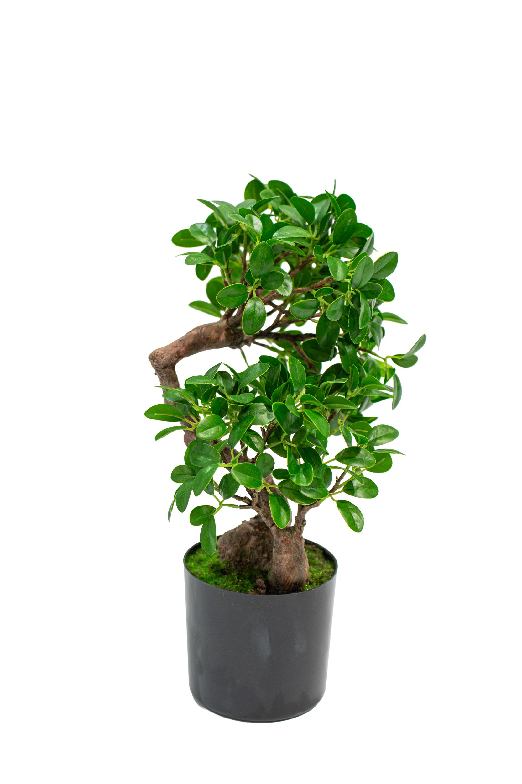 Bonsai Banyan realistico in vaso con altezza 45cm Xone | Perrone Shop