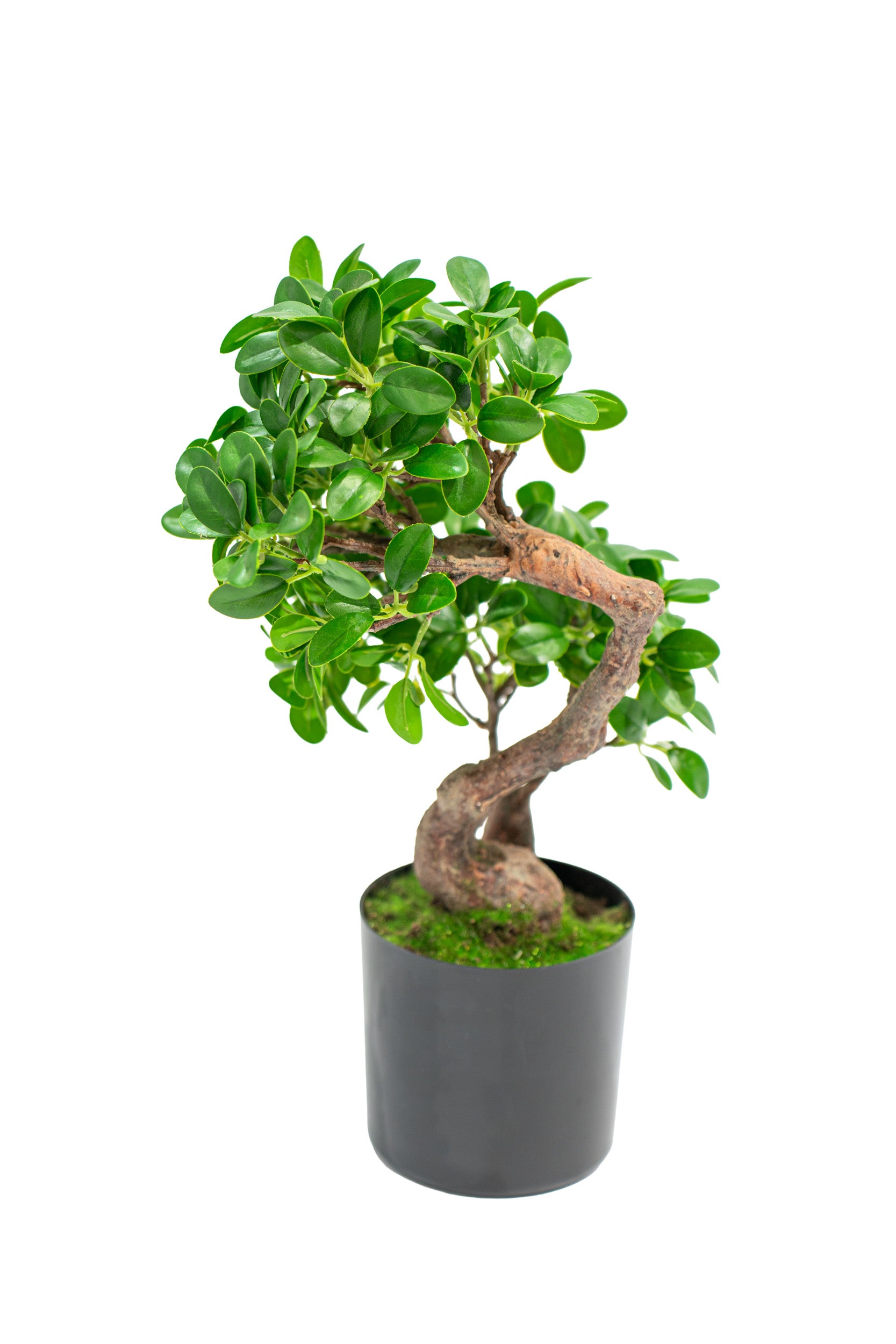 Bonsai Banyan realistico in vaso con altezza 45cm Xone | Perrone Shop
