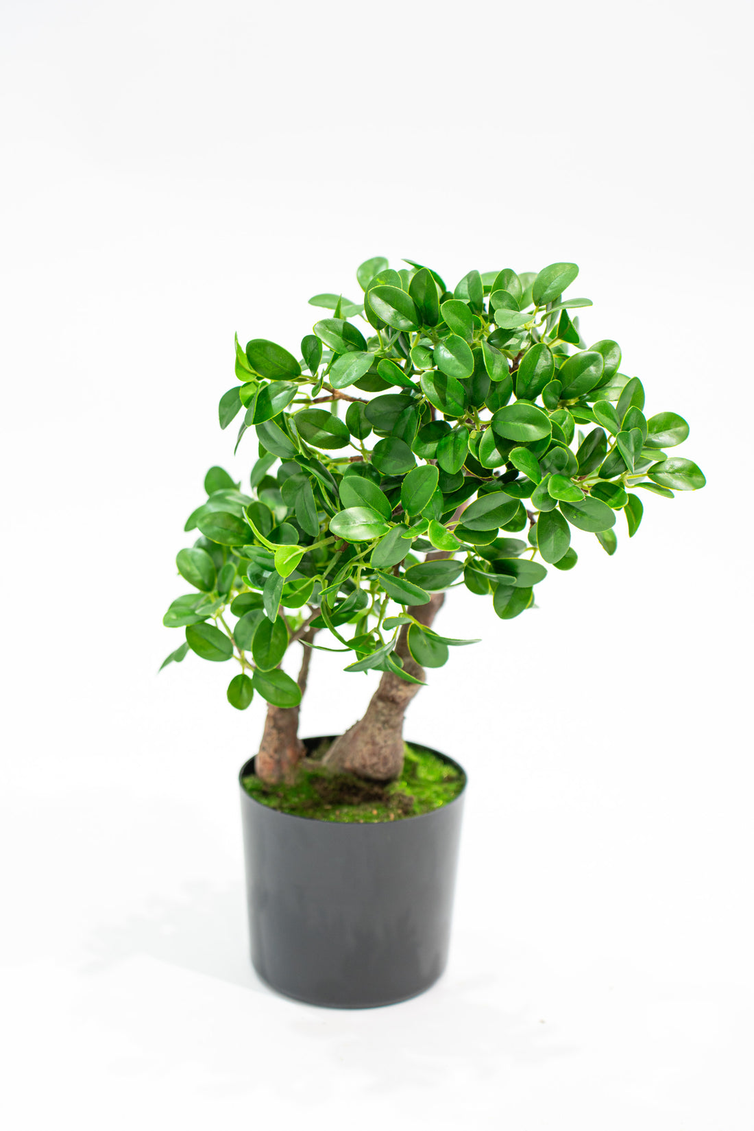 Bonsai Banyan realistico in vaso con altezza 45cm Xone | Perrone Shop