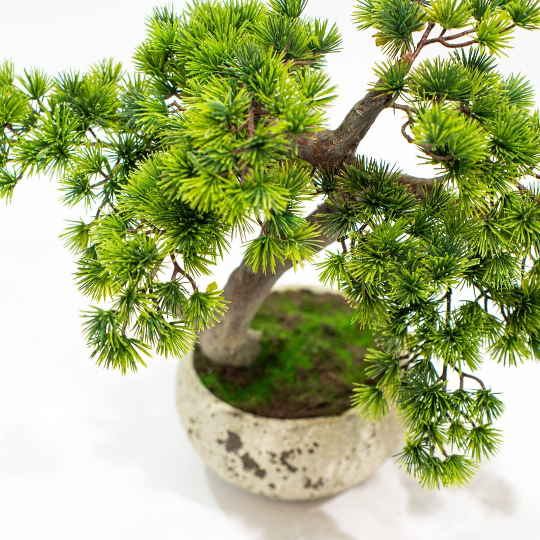 Pino Bonsai artificiale In vaso di cemento altezza 50cm Xone - Perrone Shop