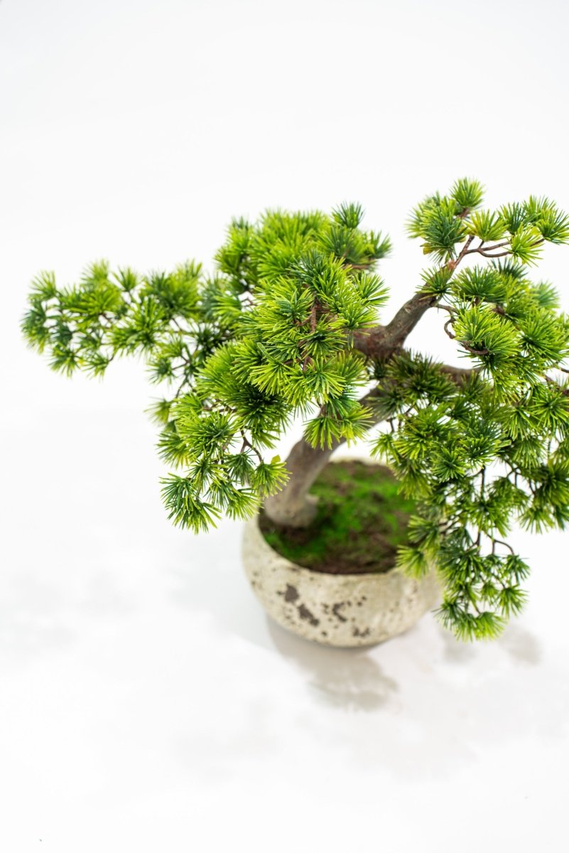 Pino Bonsai artificiale In vaso di cemento altezza 50cm Xone - Perrone Shop