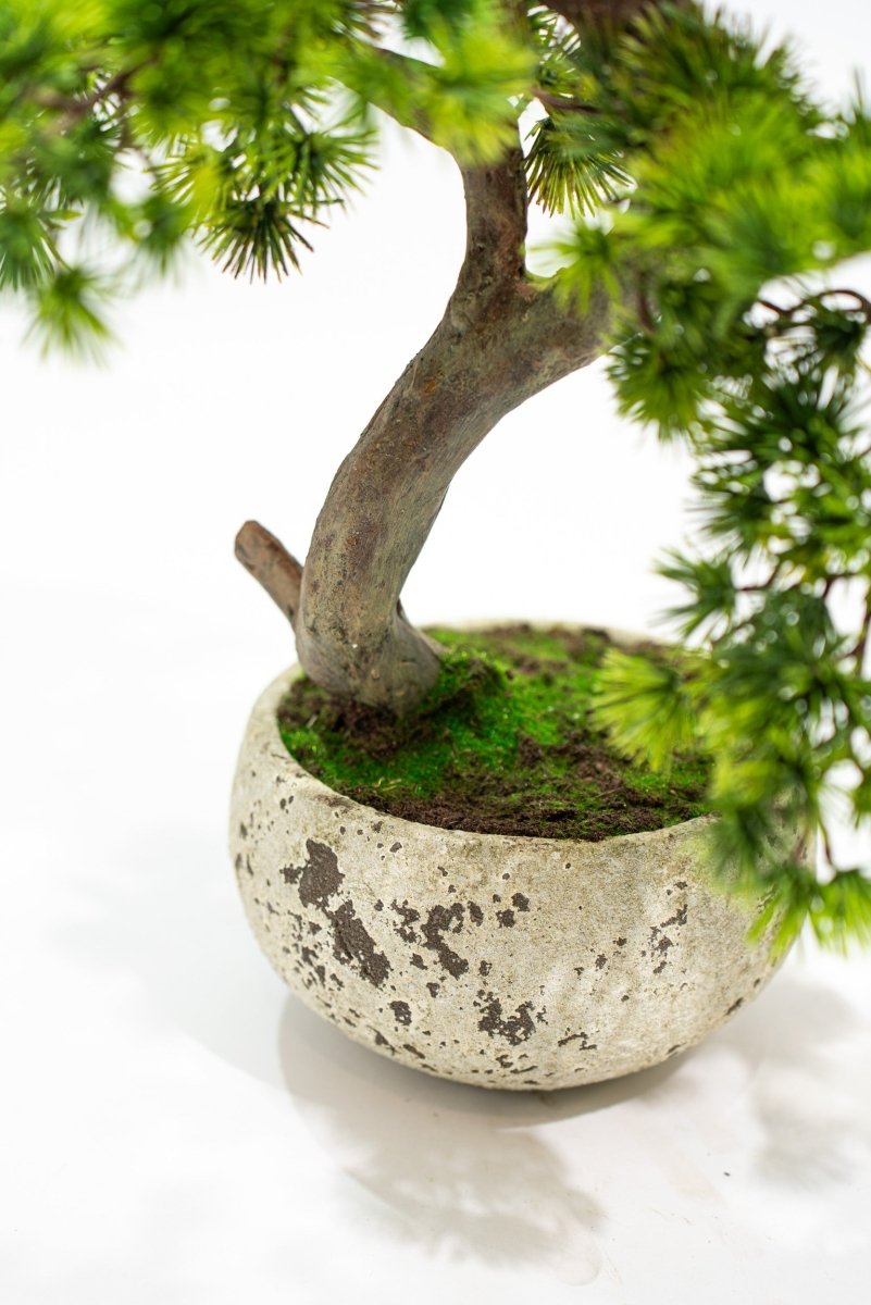 Pino Bonsai artificiale In vaso di cemento altezza 50cm Xone - Perrone Shop