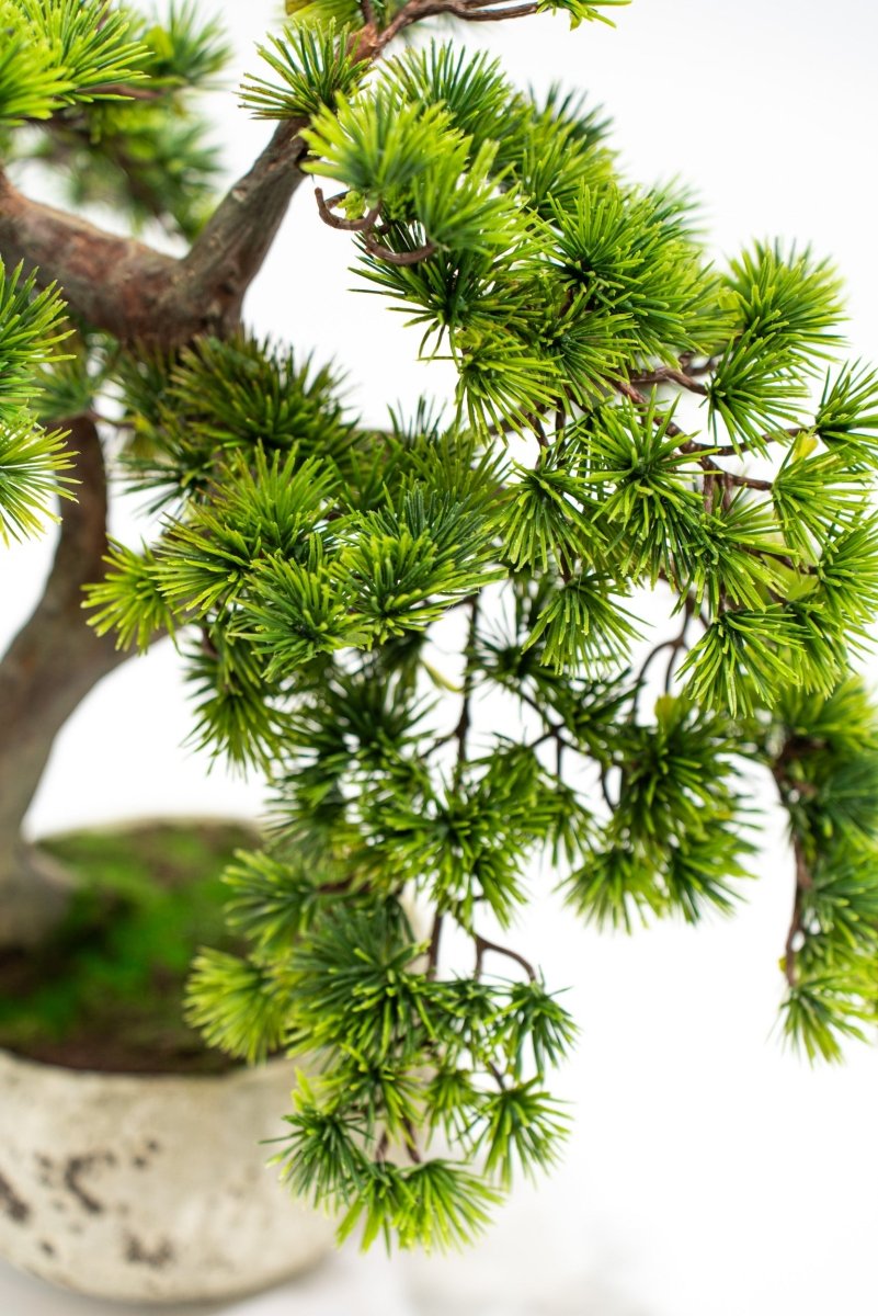 Pino Bonsai artificiale In vaso di cemento altezza 50cm Xone - Perrone Shop