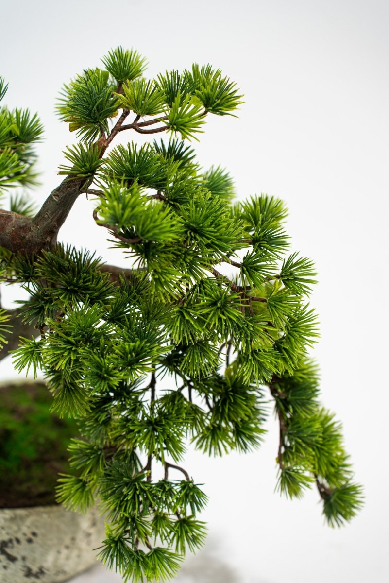 Pino Bonsai artificiale In vaso di cemento altezza 50cm Xone - Perrone Shop