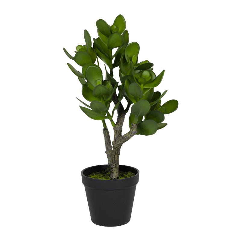 Crassula succolenta artificiale in PVC H.46CM - Perrone Shop