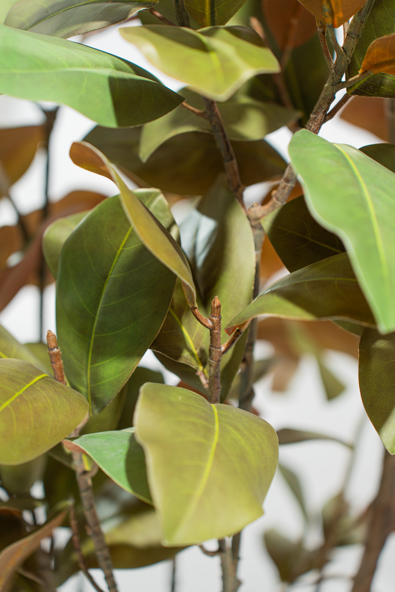 Albero artificiale realistico di Magnolia Deluxe con altezza 210cm Xone | Perrone Shop