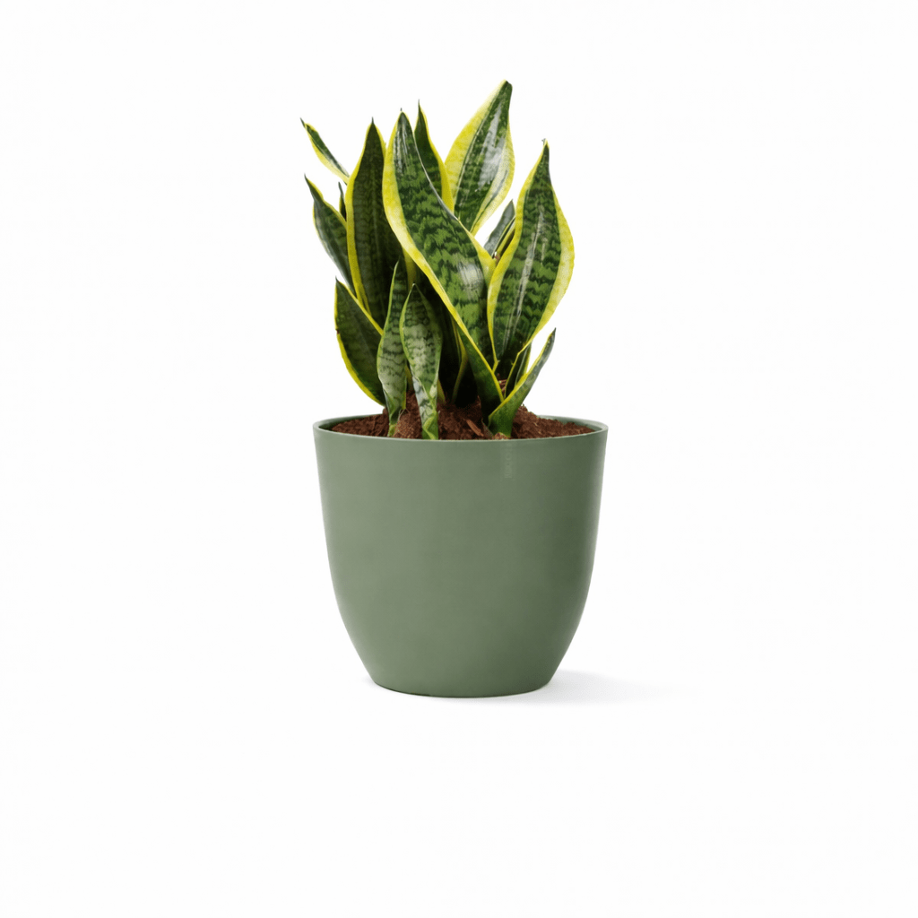 Vaso Conca Pure Nicoli Verde Rosmarino 38cm - Perrone Shop