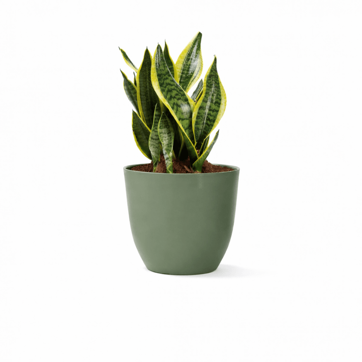 Vaso Conca Pure Nicoli Verde Rosmarino 38cm - Perrone Shop