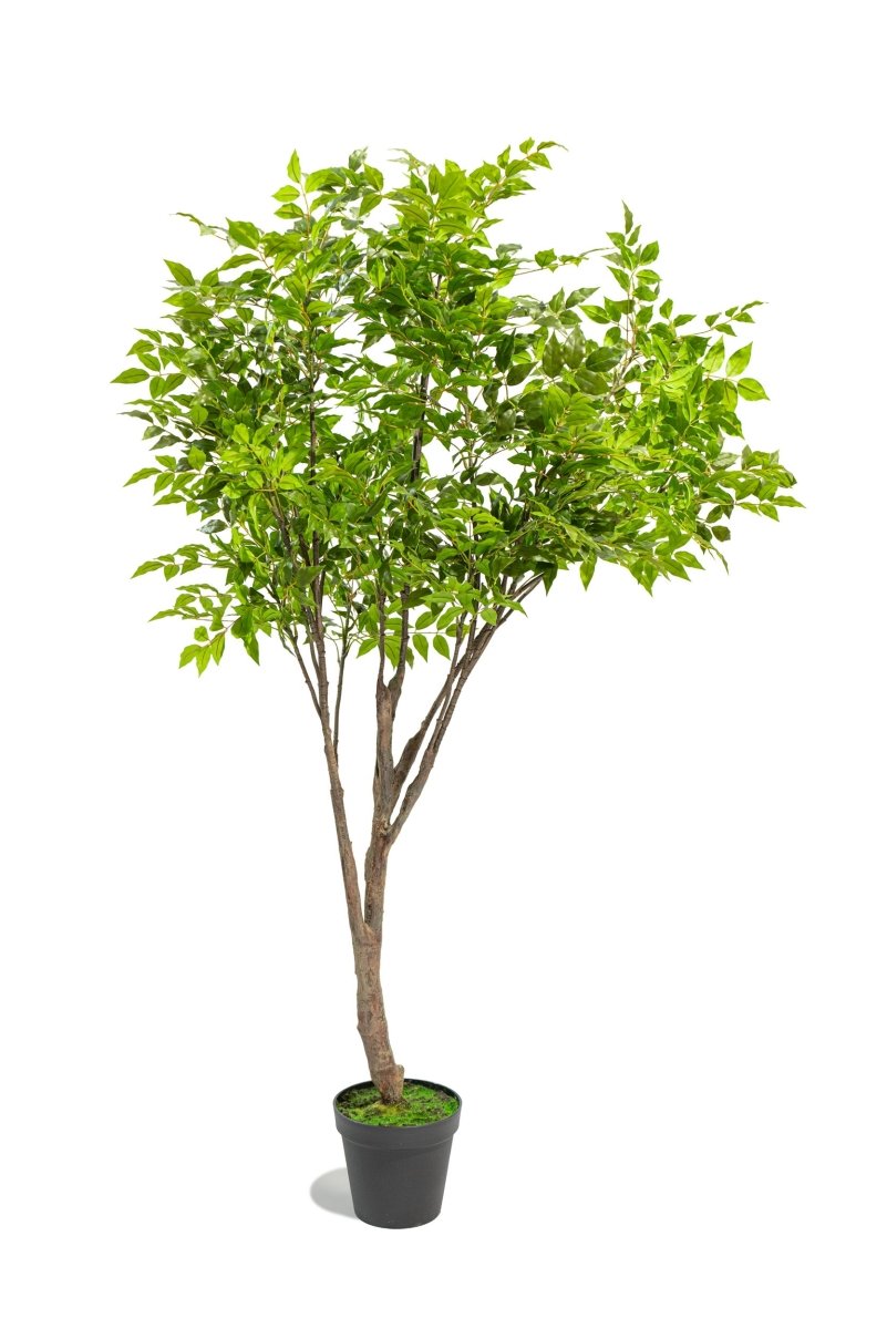 Albero artificiale Radermachera in vaso con altezza 210 cm Xone | Perrone Shop - Perrone Shop
