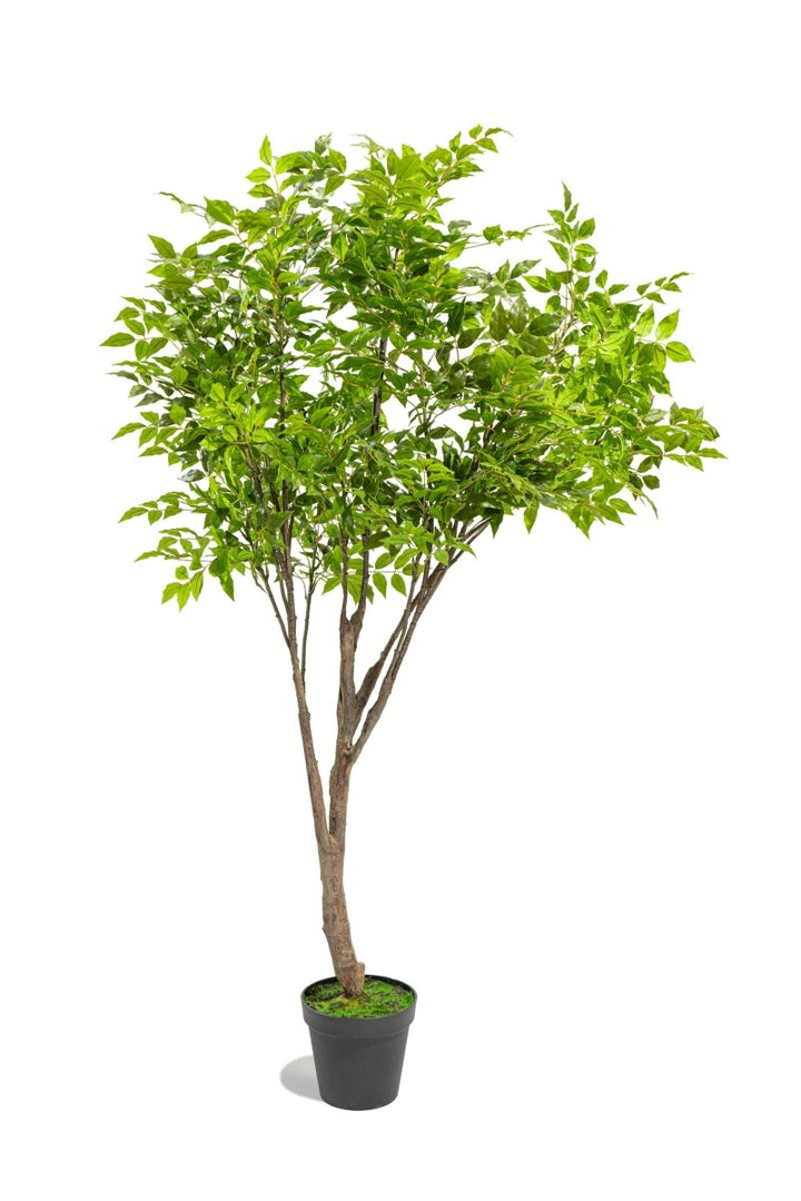 Albero artificiale Radermachera in vaso con altezza 210 cm Xone | Perrone Shop - Perrone Shop