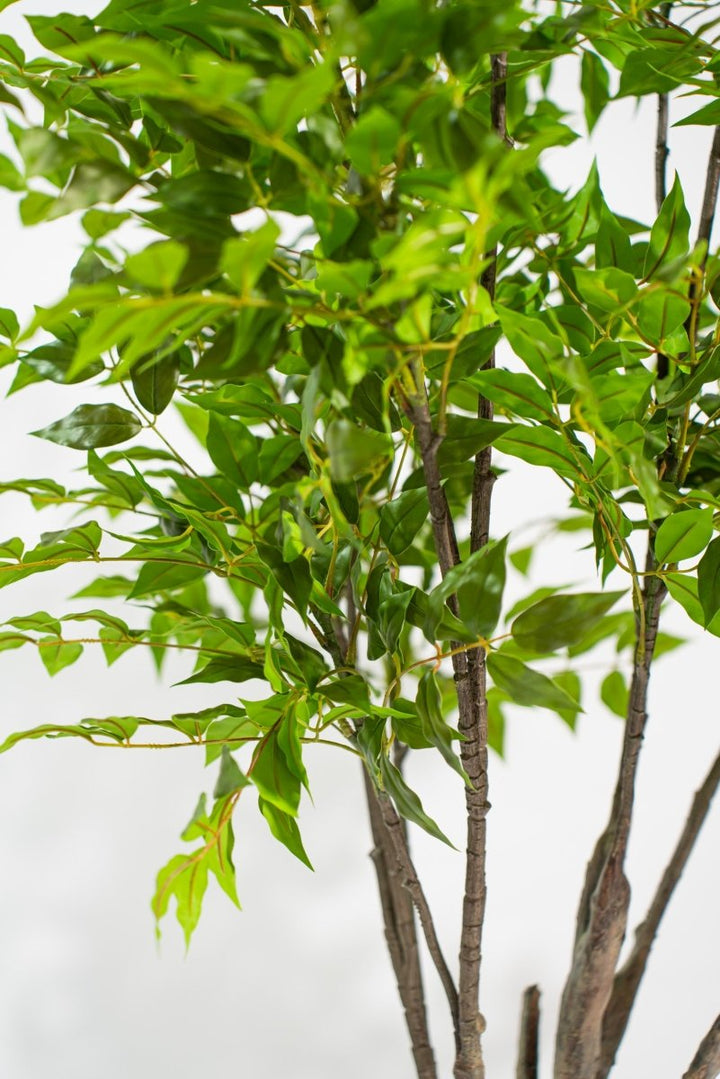 Albero artificiale Radermachera in vaso con altezza 210 cm Xone | Perrone Shop - Perrone Shop