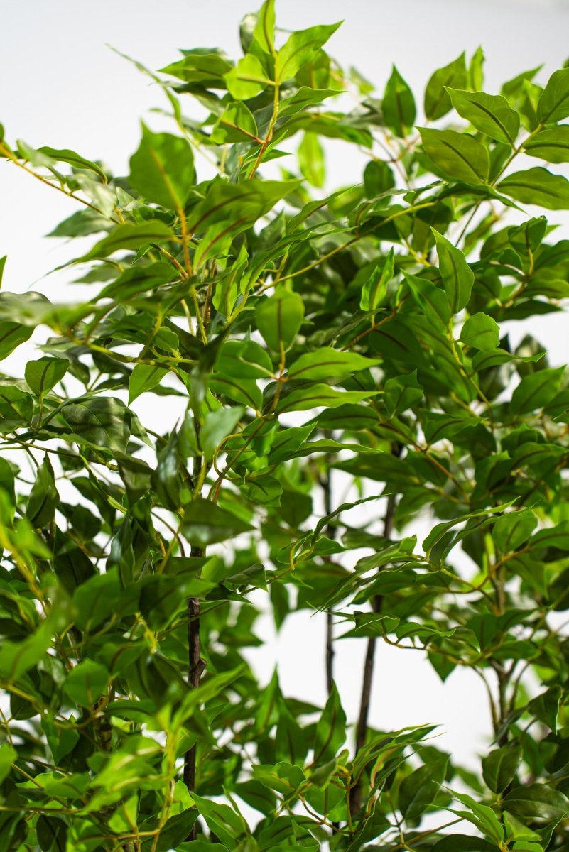 Albero artificiale Radermachera in vaso con altezza 210 cm Xone | Perrone Shop - Perrone Shop