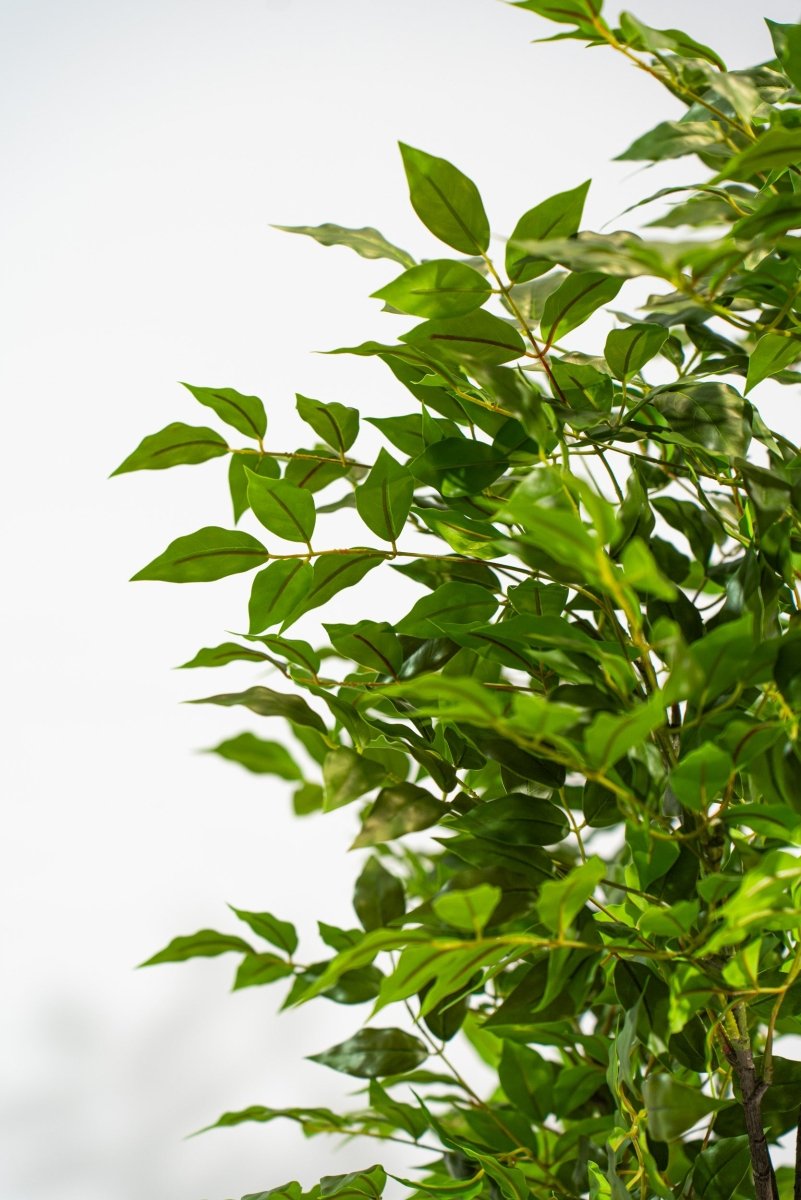 Albero artificiale Radermachera in vaso con altezza 210 cm Xone | Perrone Shop - Perrone Shop