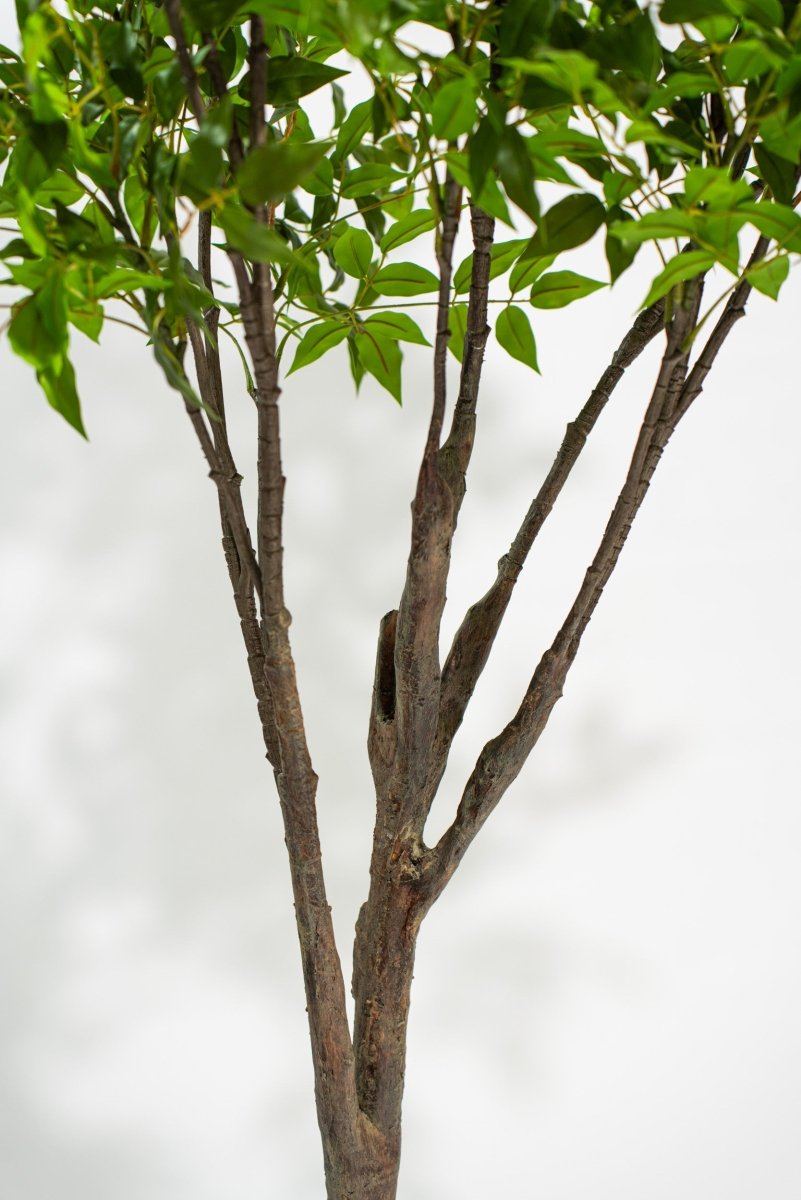 Albero artificiale Radermachera in vaso con altezza 210 cm Xone | Perrone Shop - Perrone Shop