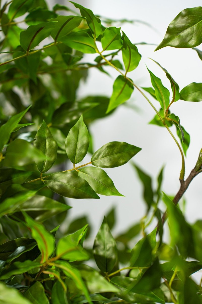 Albero artificiale Radermachera in vaso con altezza 210 cm Xone | Perrone Shop - Perrone Shop