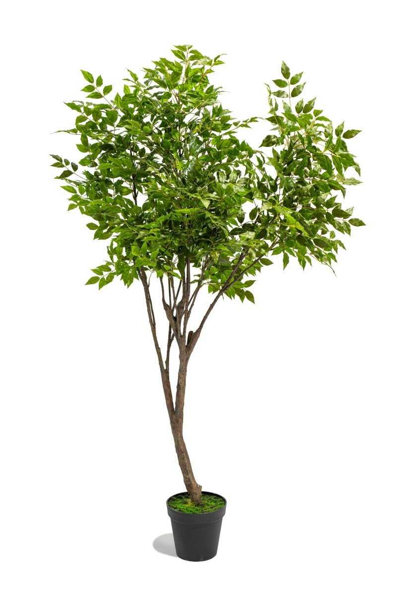 Albero artificiale Radermachera in vaso con altezza 210 cm Xone | Perrone Shop - Perrone Shop