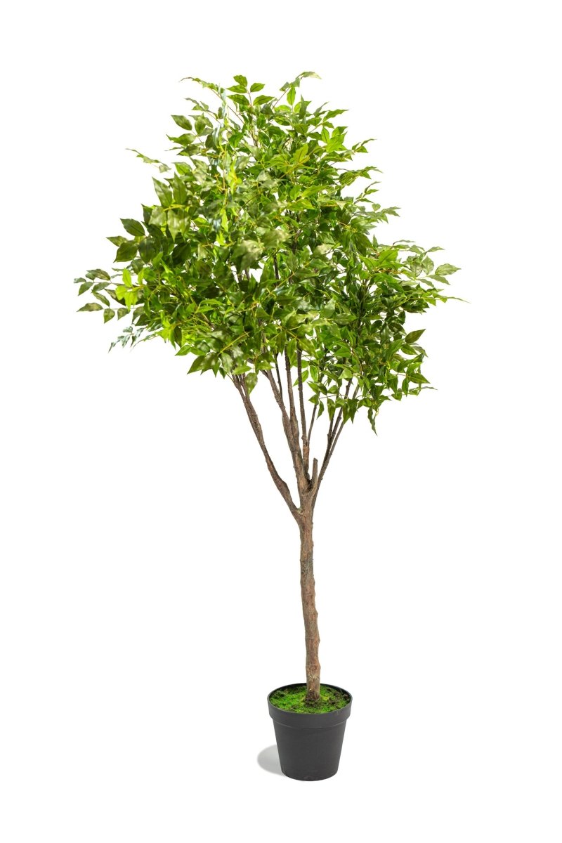 Albero artificiale Radermachera in vaso con altezza 210 cm Xone | Perrone Shop - Perrone Shop